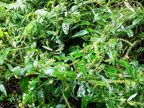 05-01莧科~土牛膝~入秋帶紫色~紫莖牛膝~莖節膨大四稜~果帶倒鉤~ (1).JPG