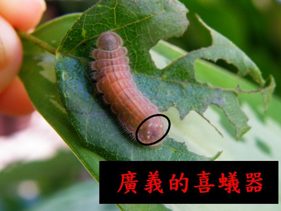 04-01凹翅紫小灰蝶喜蟻器0928 (1).bmp