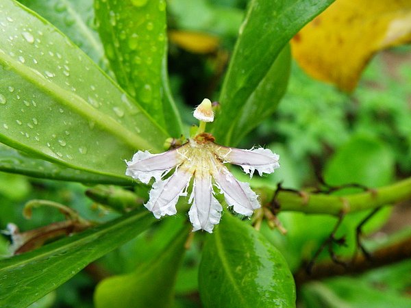 011草海桐~雌雄同花~半邊花   (1).JPG