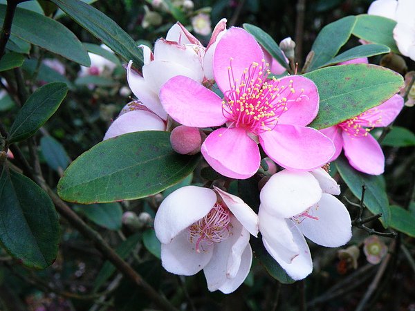 07-01桃金孃科~雄蕊多紅花開白花謝雙層閉鎖脈 (2).JPG