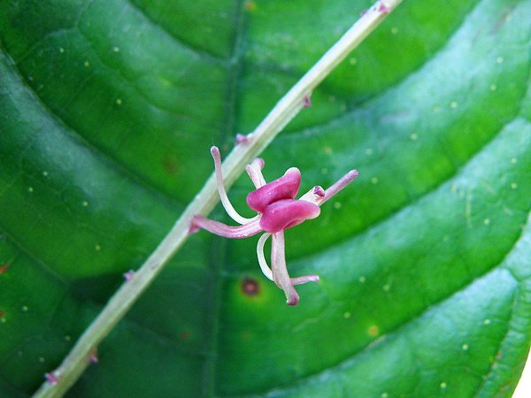 05-01根節蘭~花像蜘蛛 (3).JPG