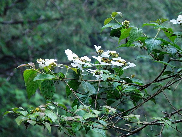 09-01蝴蝶戲珠花~忍冬科  (1).JPG