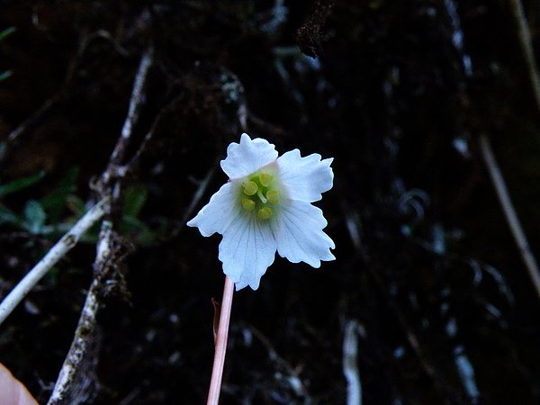 24-01 岩梅科~裂緣花~花下垂性  (2).JPG