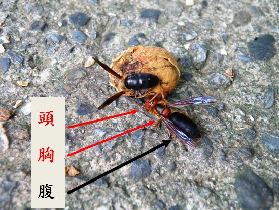 02-01黑腹虎頭蜂.bmp