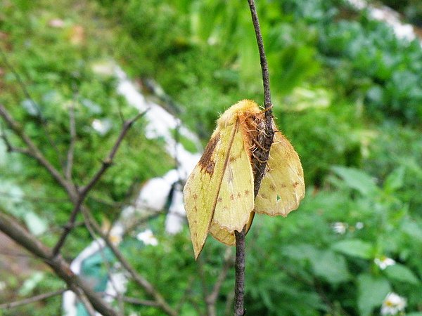 021-01青黃枯葉蛾~雄青色雌綠黃兩色~腹背長黃褐斑  (2).JPG