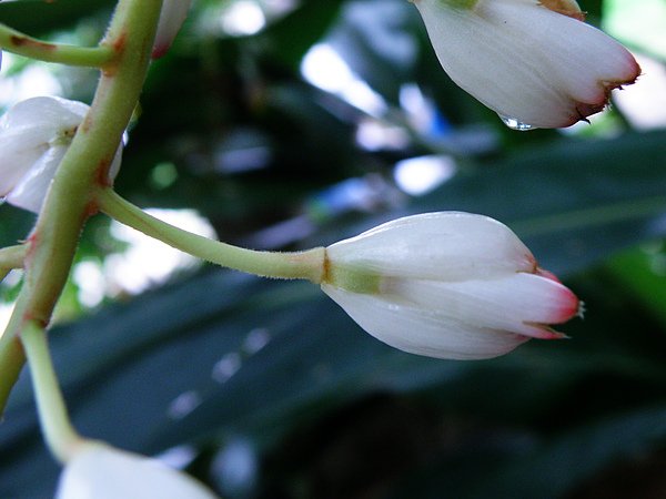 01-02月桃~一次兩朵花複總狀花序~圓錐花序.JPG