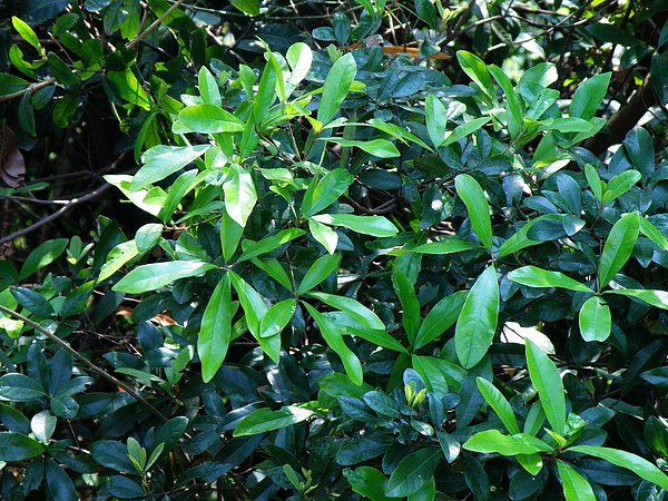 04-01樟科小梗木薑子乾燥向陽處 (6).JPG
