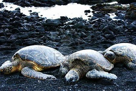 6996438-three-turtles-on-black-sand-beach-hawaii