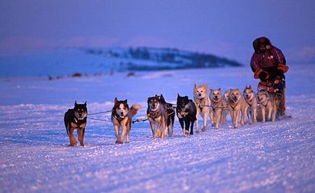 dogsledding-in-iditarod