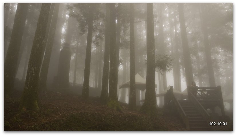 嘉義 阿里山 神木下婚禮