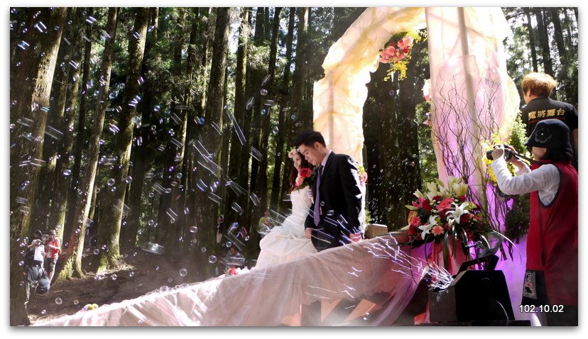 嘉義 阿里山 神木下婚禮