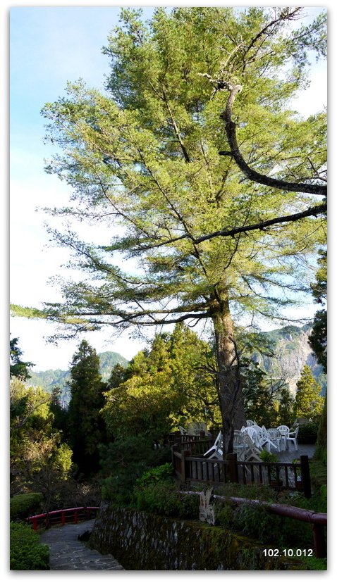 嘉義 阿里山秋遊