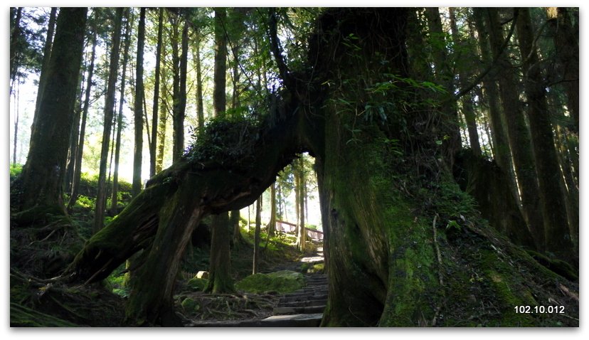 嘉義 阿里山秋遊