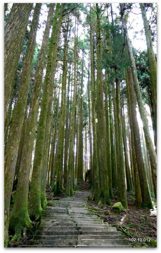 嘉義 阿里山秋遊