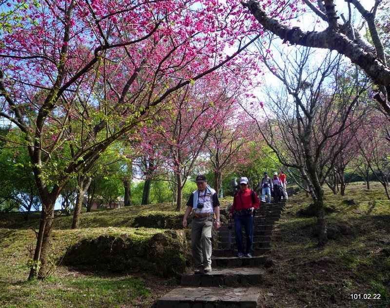 陽明山 賞花 喝春酒