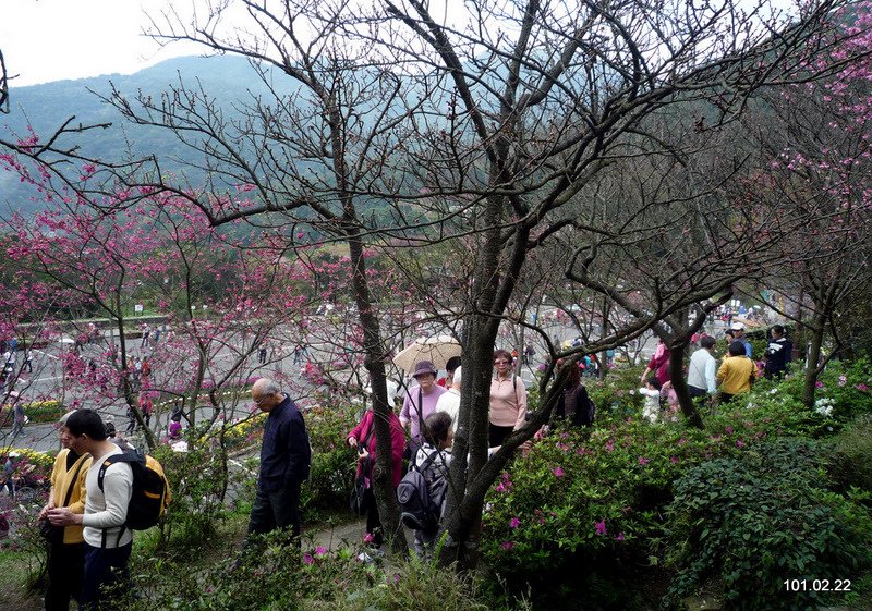 陽明山 賞花 喝春酒