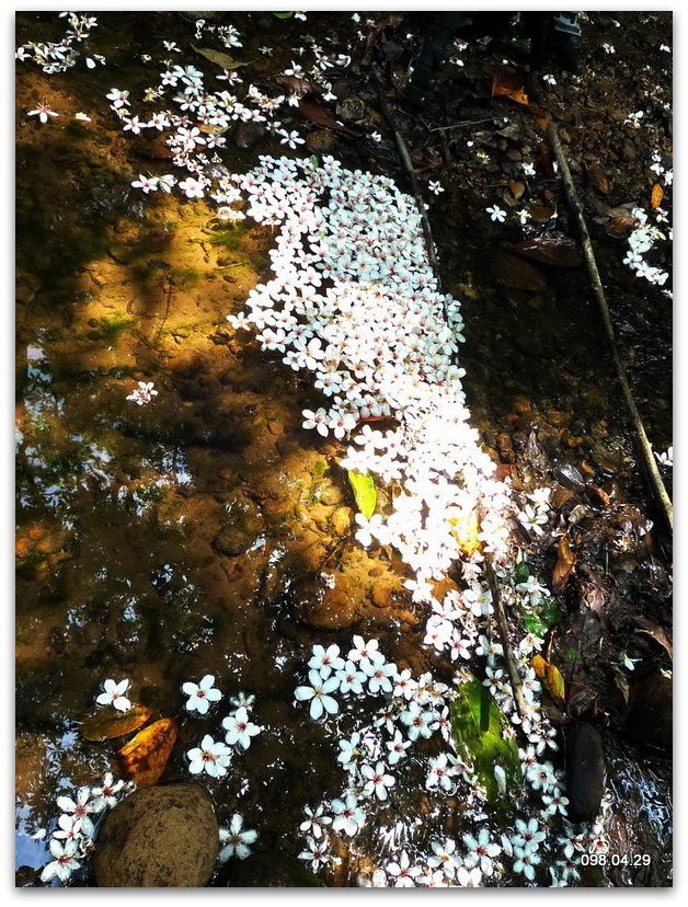 翠湖賞桐花_4.JPG