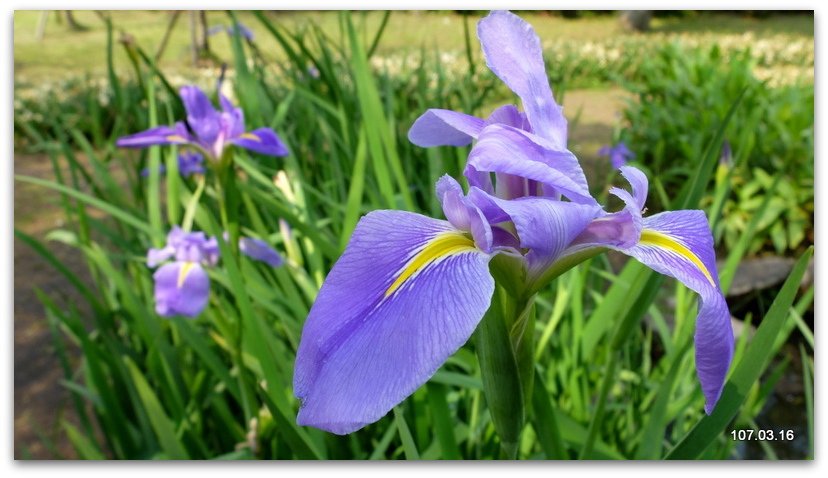 陽明山花季 賞花半日遊  (+40砲陣地)