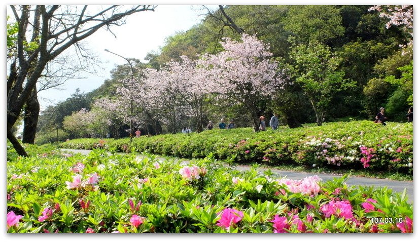 陽明山花季 賞花半日遊  (+40砲陣地)