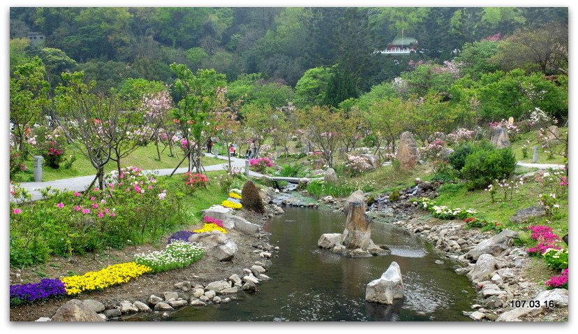 陽明山花季 賞花半日遊  (+40砲陣地)