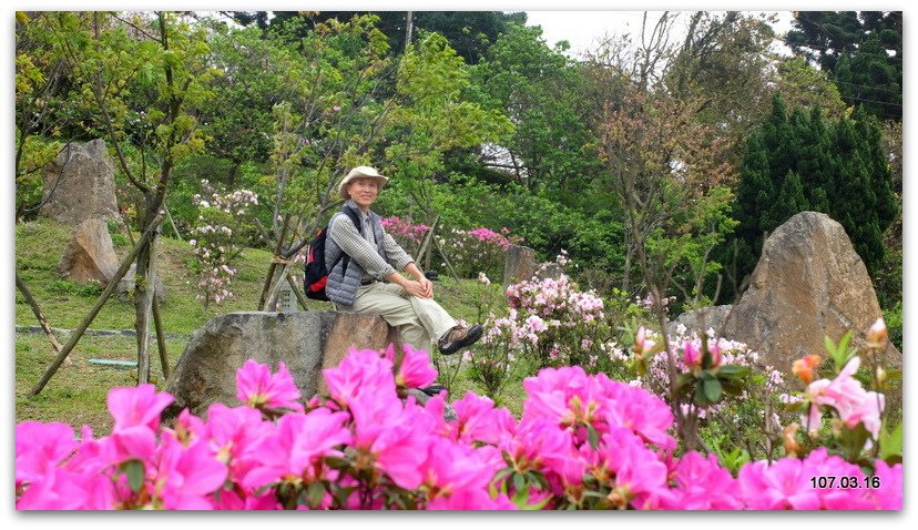 陽明山花季 賞花半日遊  (+40砲陣地)