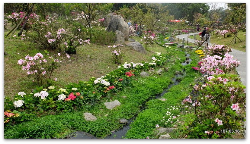 陽明山花季 賞花半日遊  (+40砲陣地)