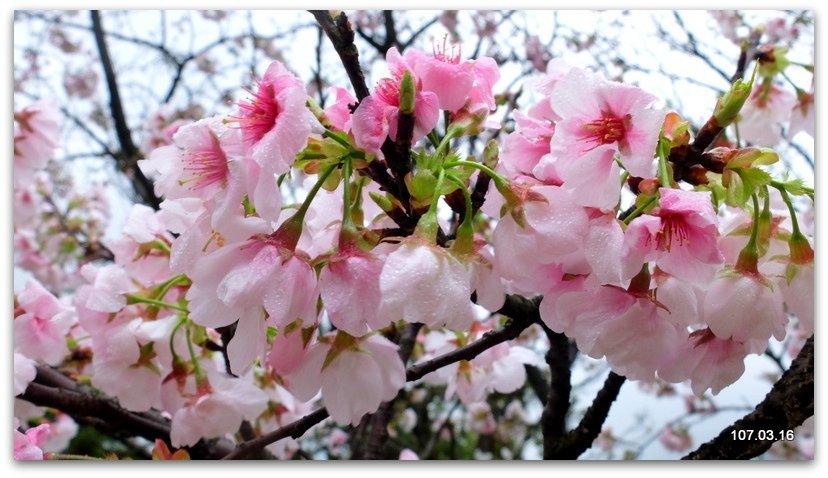 陽明山花季 賞花半日遊  (+40砲陣地)