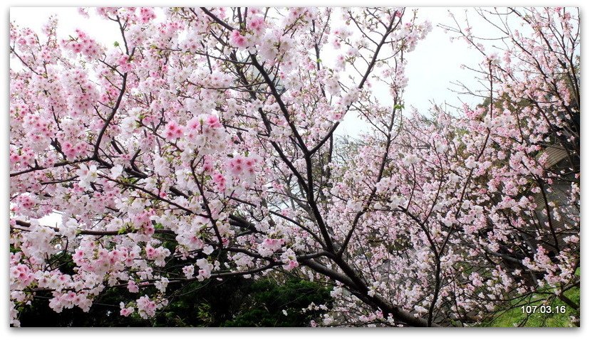 陽明山花季 賞花半日遊  (+40砲陣地)