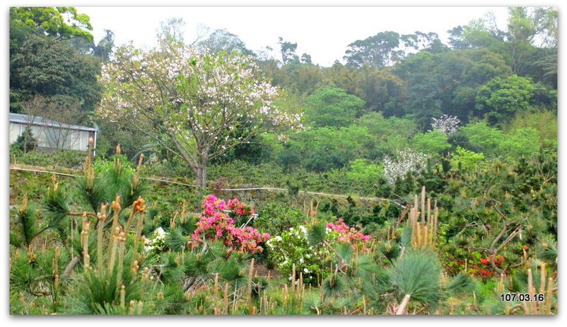 陽明山花季 賞花半日遊  (+40砲陣地)