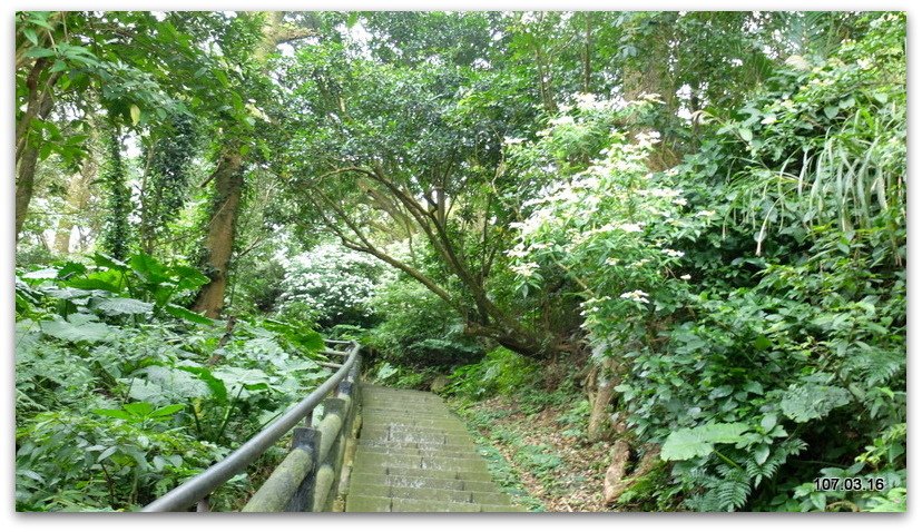 陽明山花季 賞花半日遊  (+40砲陣地)