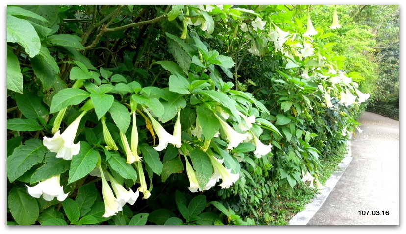 陽明山花季 賞花半日遊  (+40砲陣地)