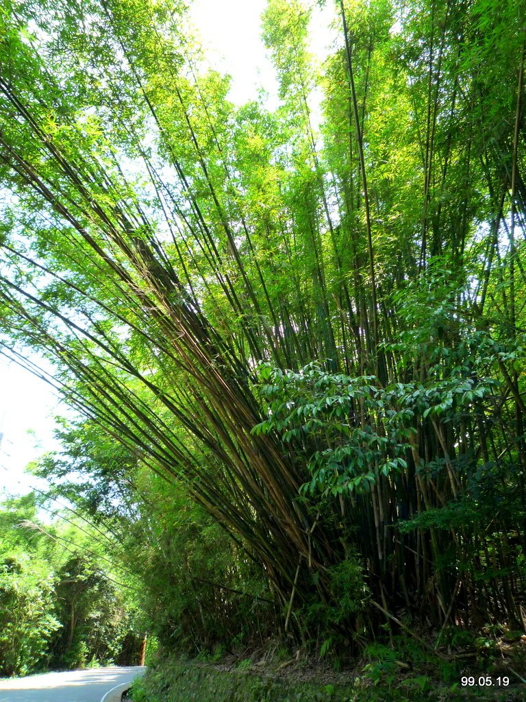 士林 大崙頭山長壽坡
