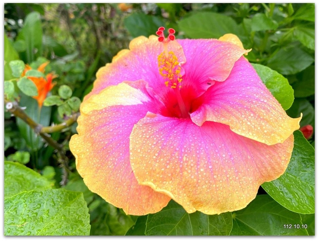 姑嫂樂遊台北 花博公園賞花草