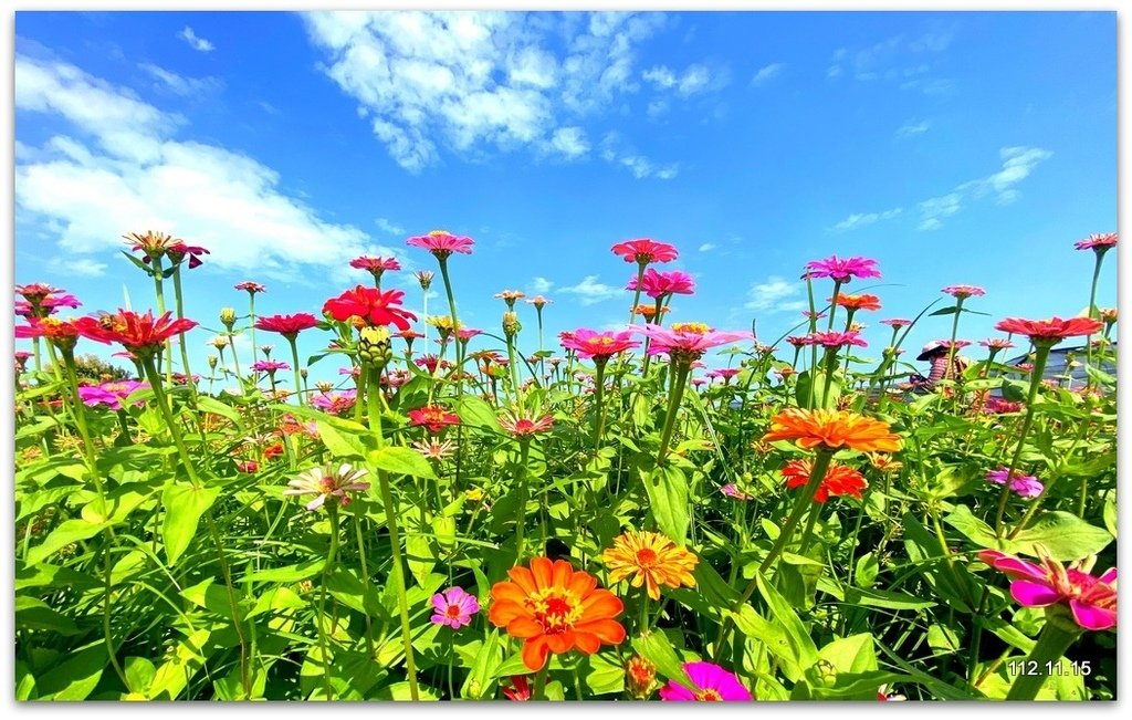 台中國際花毯節 新社花海+東勢鄉間即景