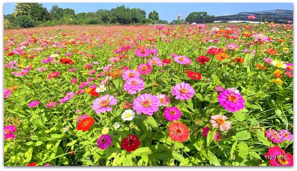 台中國際花毯節 新社花海+東勢鄉間即景