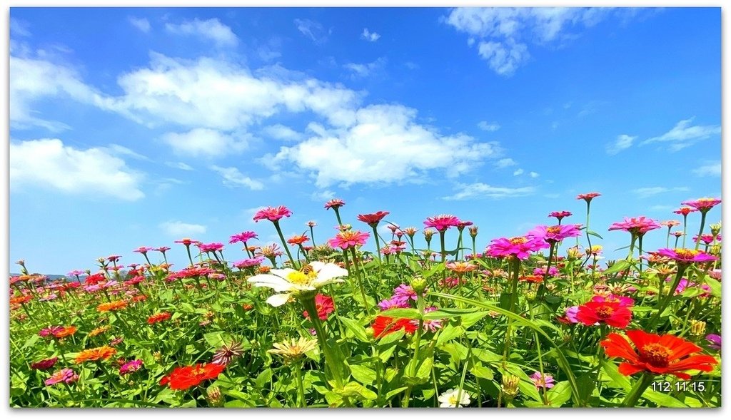 台中國際花毯節 新社花海+東勢鄉間即景