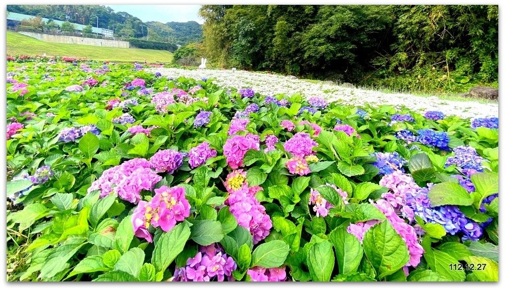 內湖 賞松、賞花、賞瀑去