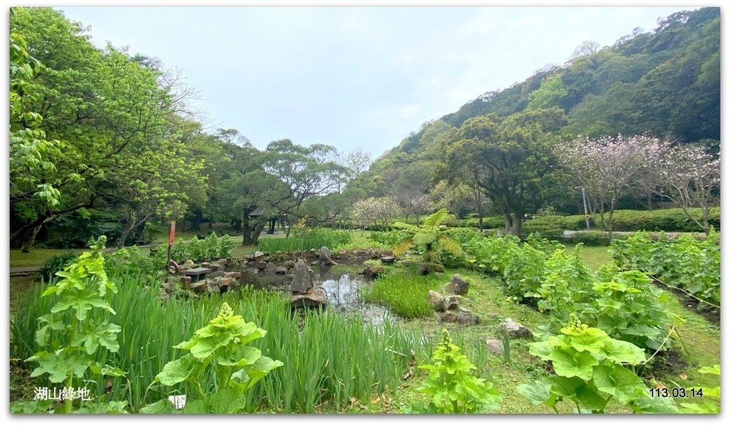 陽明山花季賞花去