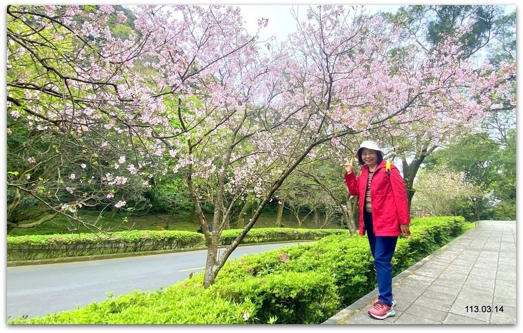 陽明山花季賞花去