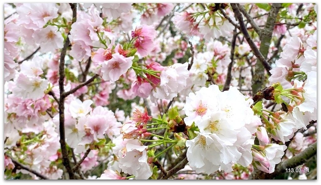 陽明山花季賞花去