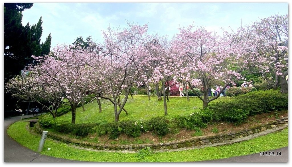 陽明山花季賞花去