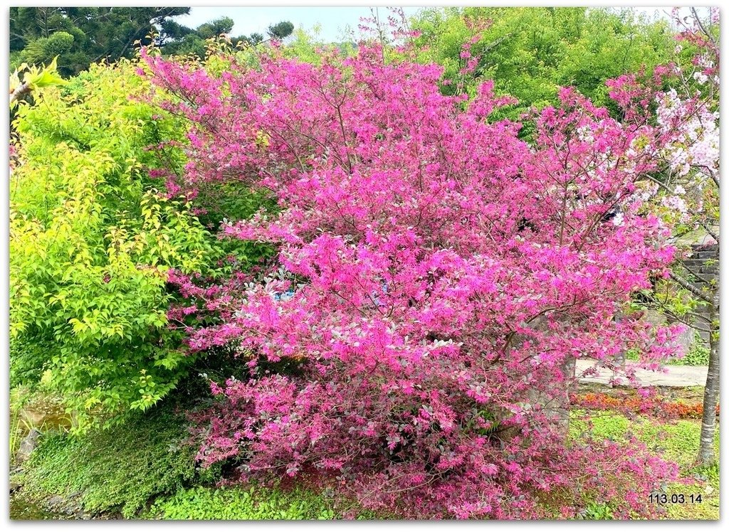 陽明山花季賞花去