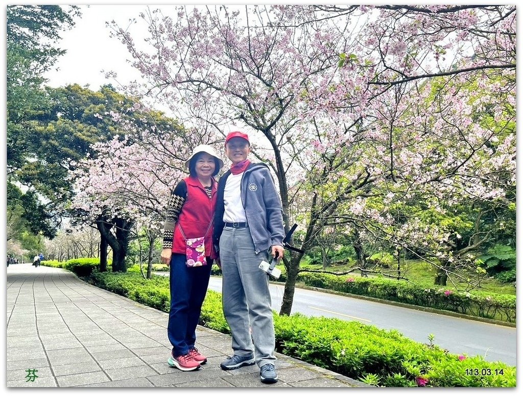 陽明山花季賞花去