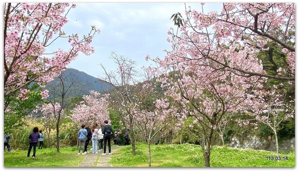 陽明山花季賞花去