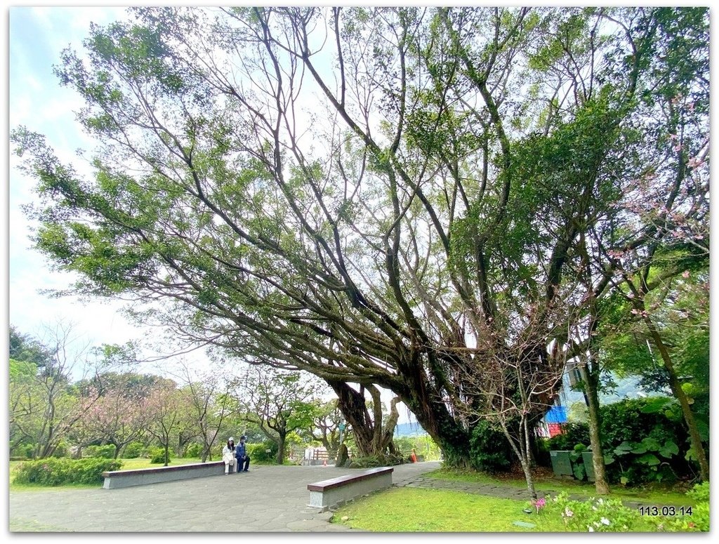 陽明山花季賞花去