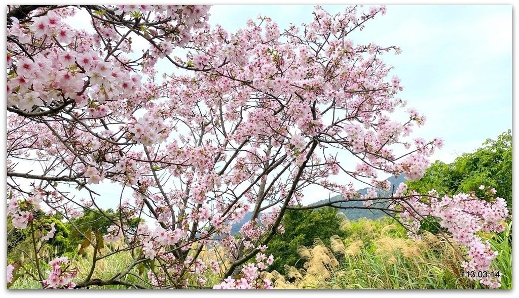 陽明山花季賞花去