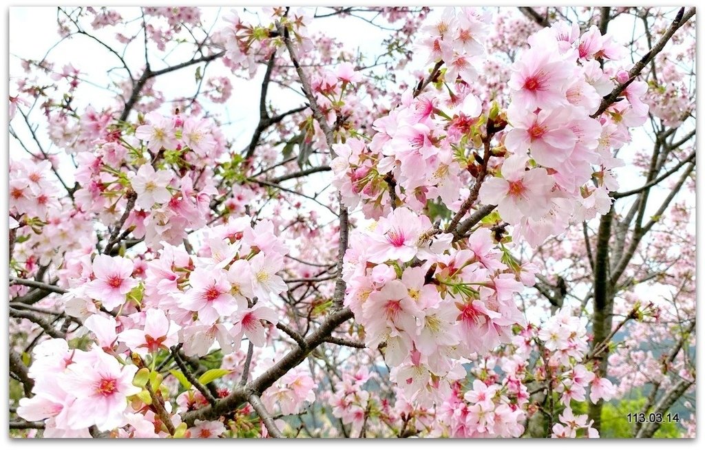 陽明山花季賞花去