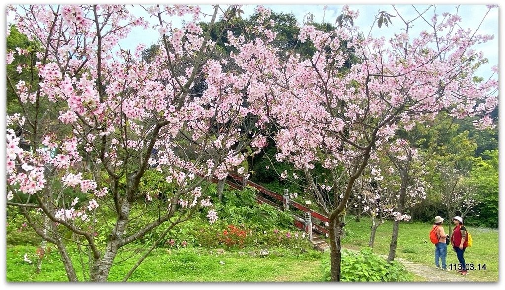 陽明山花季賞花去