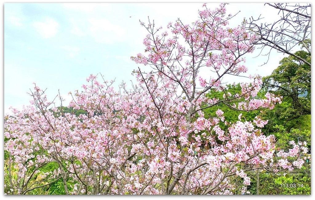 陽明山花季賞花去