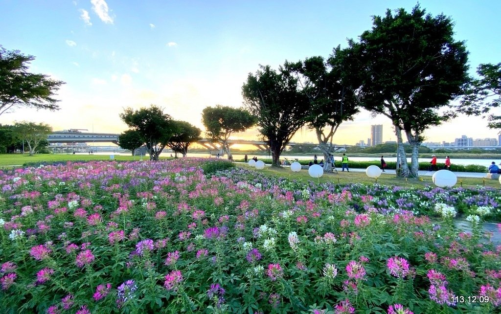 【台北】延平河濱公園 觀賞花海、夕陽